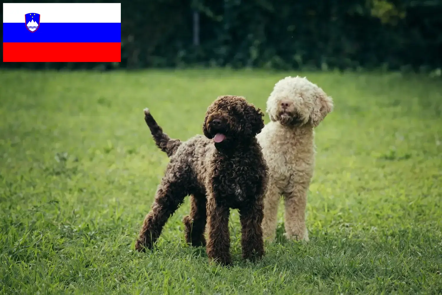 Lagotto Romagnolo szczenięta i hodowcy Słowenia Tutaj można znaleźć hodowców Lagotto romagnolo w Słowenia.