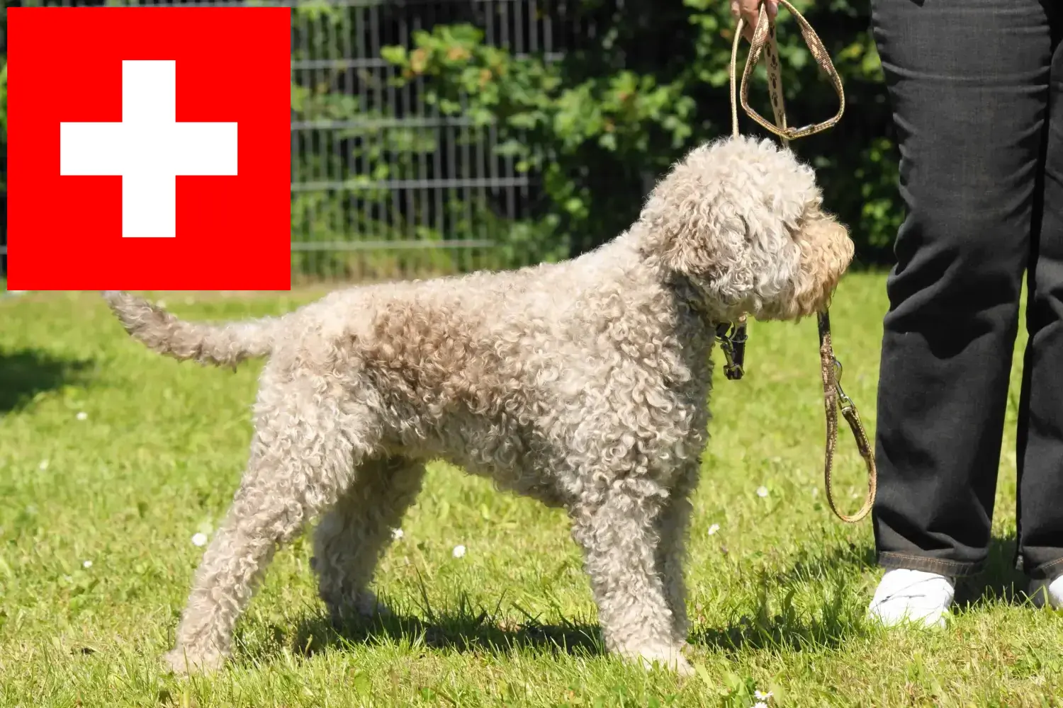 Lagotto Romagnolo szczenięta i hodowcy Szwajcaria Tutaj znajdziesz hodowców rasy Lagotto romagnolo w Szwajcaria.