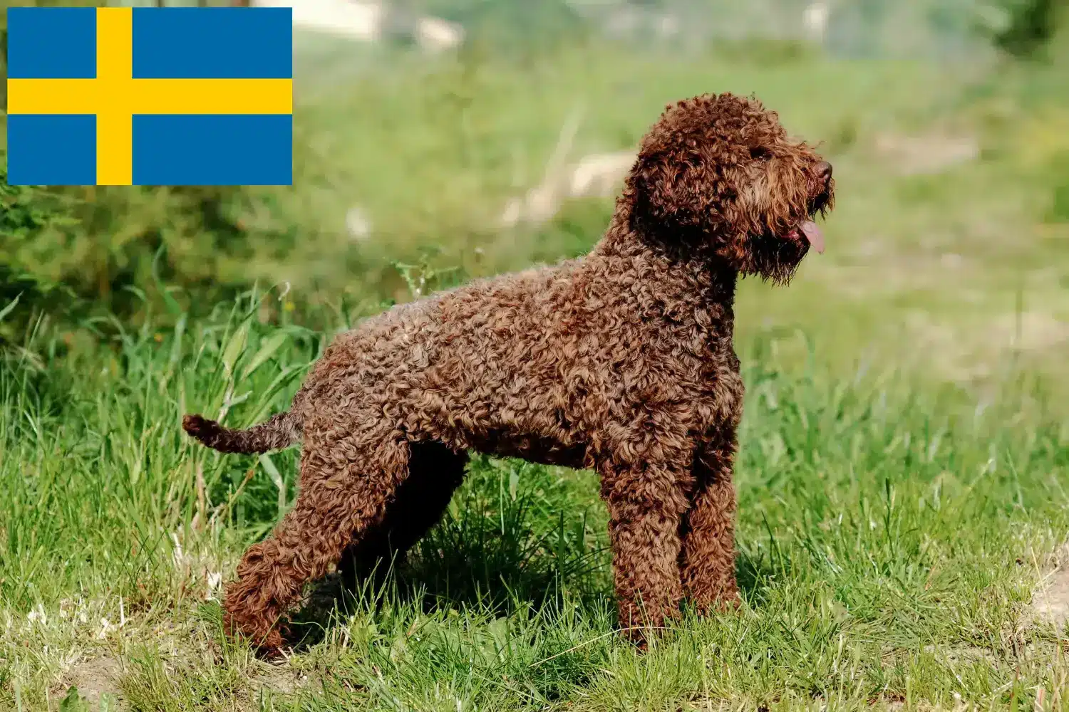 Lagotto Romagnolo szczenięta i hodowcy Szwecja Tutaj można znaleźć hodowców Lagotto romagnolo w Szwecja.