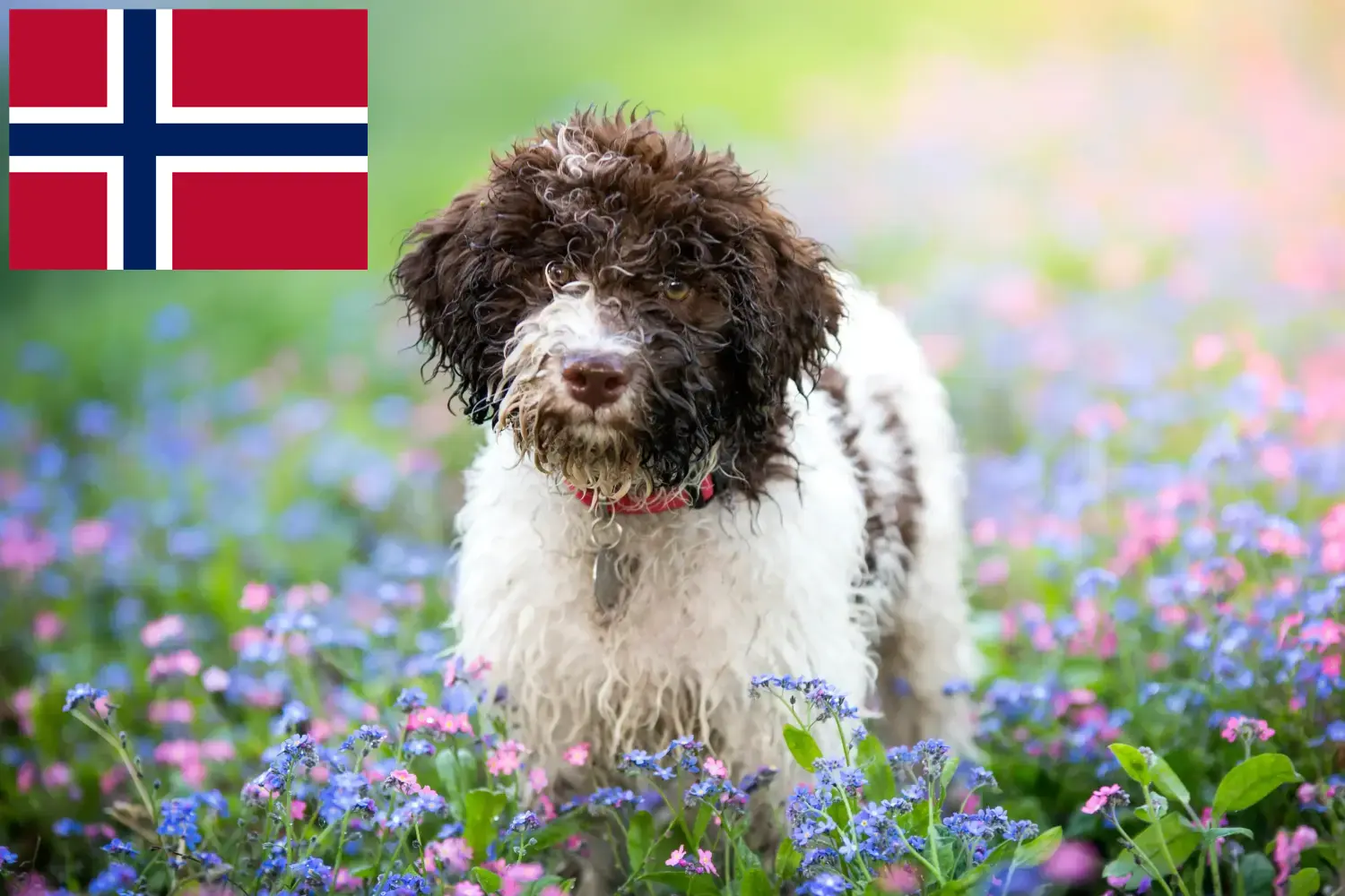 Lagotto romagnolo szczenięta i hodowcy Norwegia Tutaj można znaleźć hodowców Lagotto romagnolo w Norwegia.