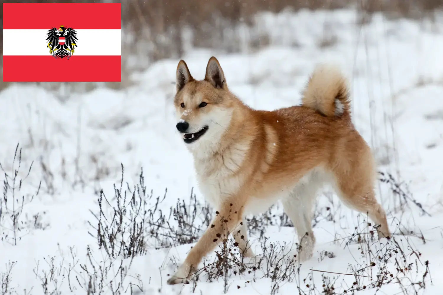 Laika szczenięta i hodowcy Austria Tutaj znajdziesz hodowców Laika w Austria.