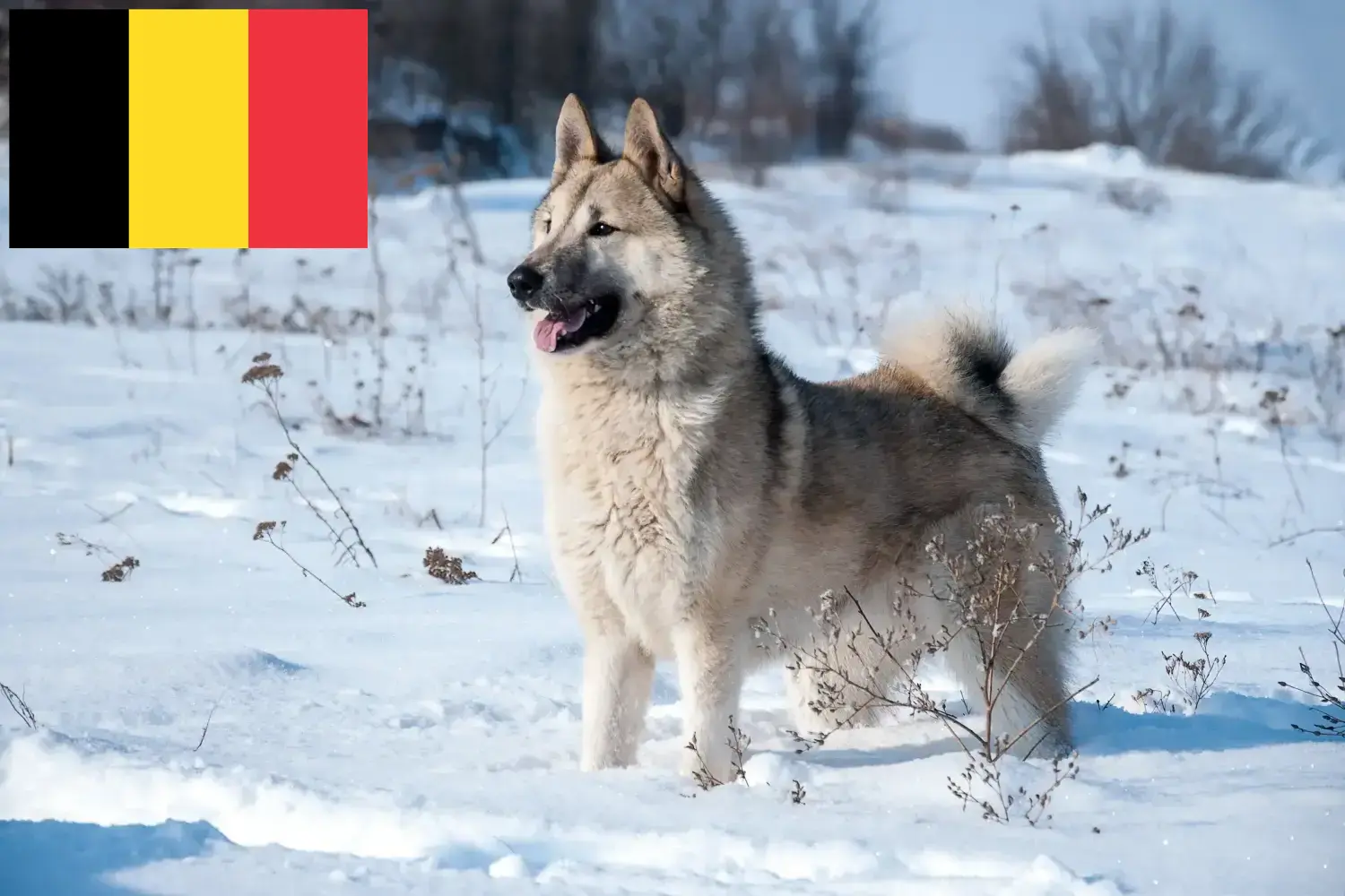 Laika szczenięta i hodowcy Belgia Znajdź hodowców Laika w Belgia tutaj.
