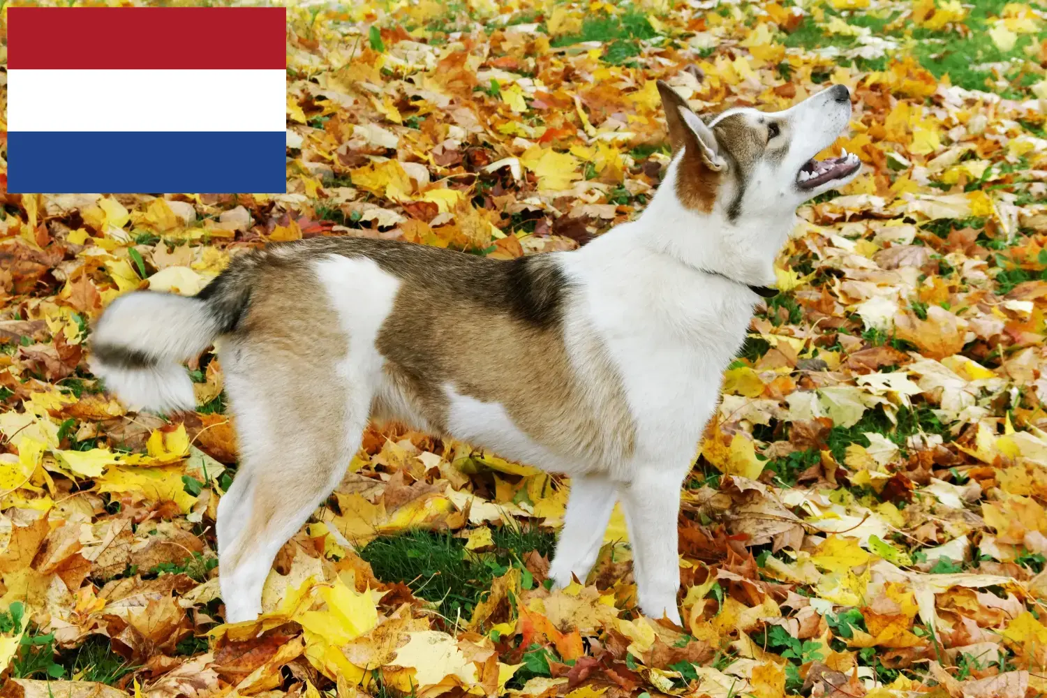 Laika szczenięta i hodowcy Holandia Tutaj możesz znaleźć hodowców Laika w Holandia.