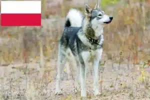 Read more about the article Laika hodowcy i szczenięta w Polska