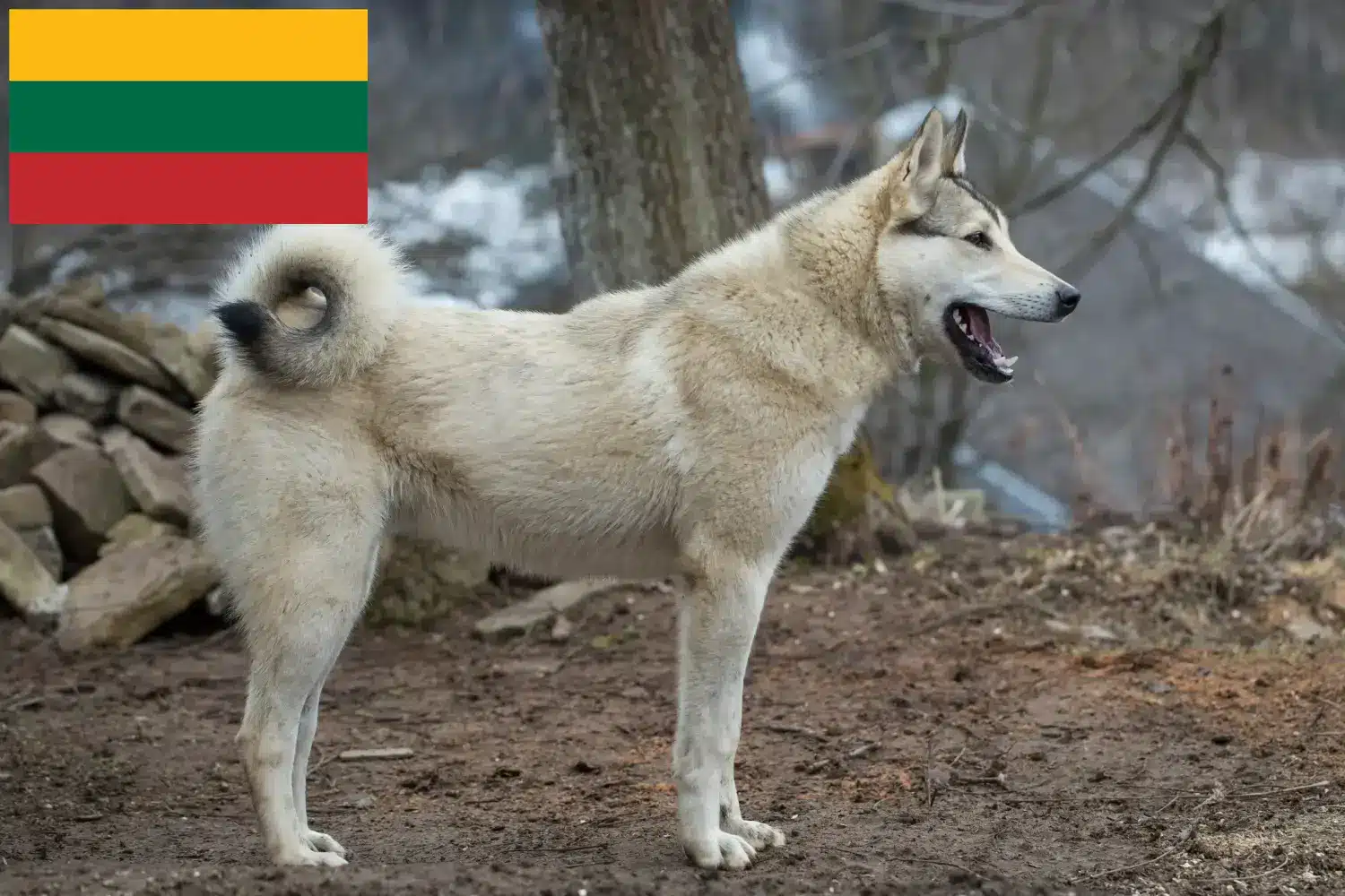 Łajka szczenięta i hodowcy Litwa Znajdź hodowców Laika w Litwa tutaj.