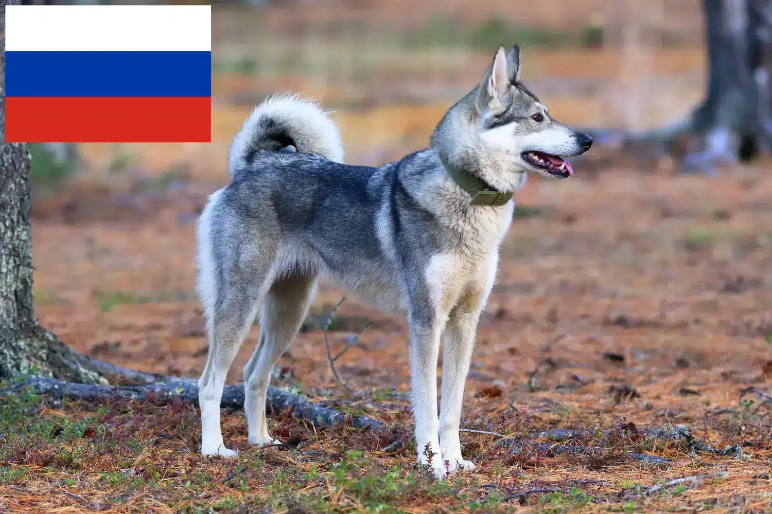 Łajka szczenięta i hodowcy Rosja Tutaj znajdziesz hodowców Laika w Rosja.