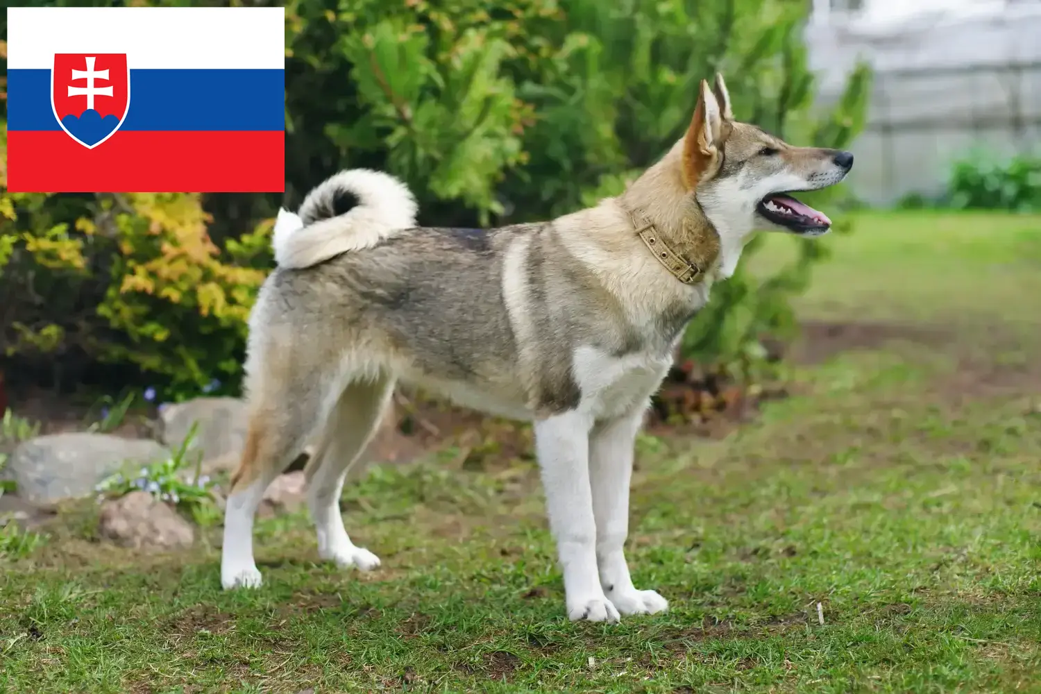 Łajka szczenięta i hodowcy Słowacja Tutaj znajdziesz hodowców rasy Łajka w Słowacja.