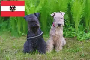 Read more about the article Hodowcy i szczenięta Lakeland terrier w Austria