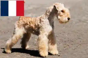 Read more about the article Hodowcy i szczenięta Lakeland terrier w Francja