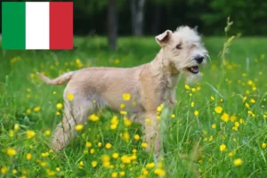 Read more about the article Hodowcy i szczenięta Lakeland terrier w Włochy