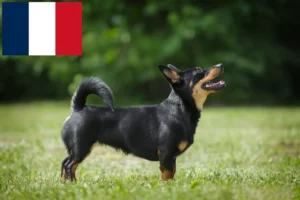 Read more about the article Hodowcy i szczenięta Lancashire Heeler w Francja