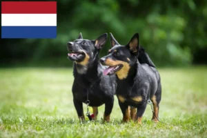 Read more about the article Hodowcy i szczenięta Lancashire Heeler w Holandia