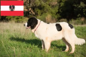 Read more about the article Landseer hodowcy i szczenięta w Austria