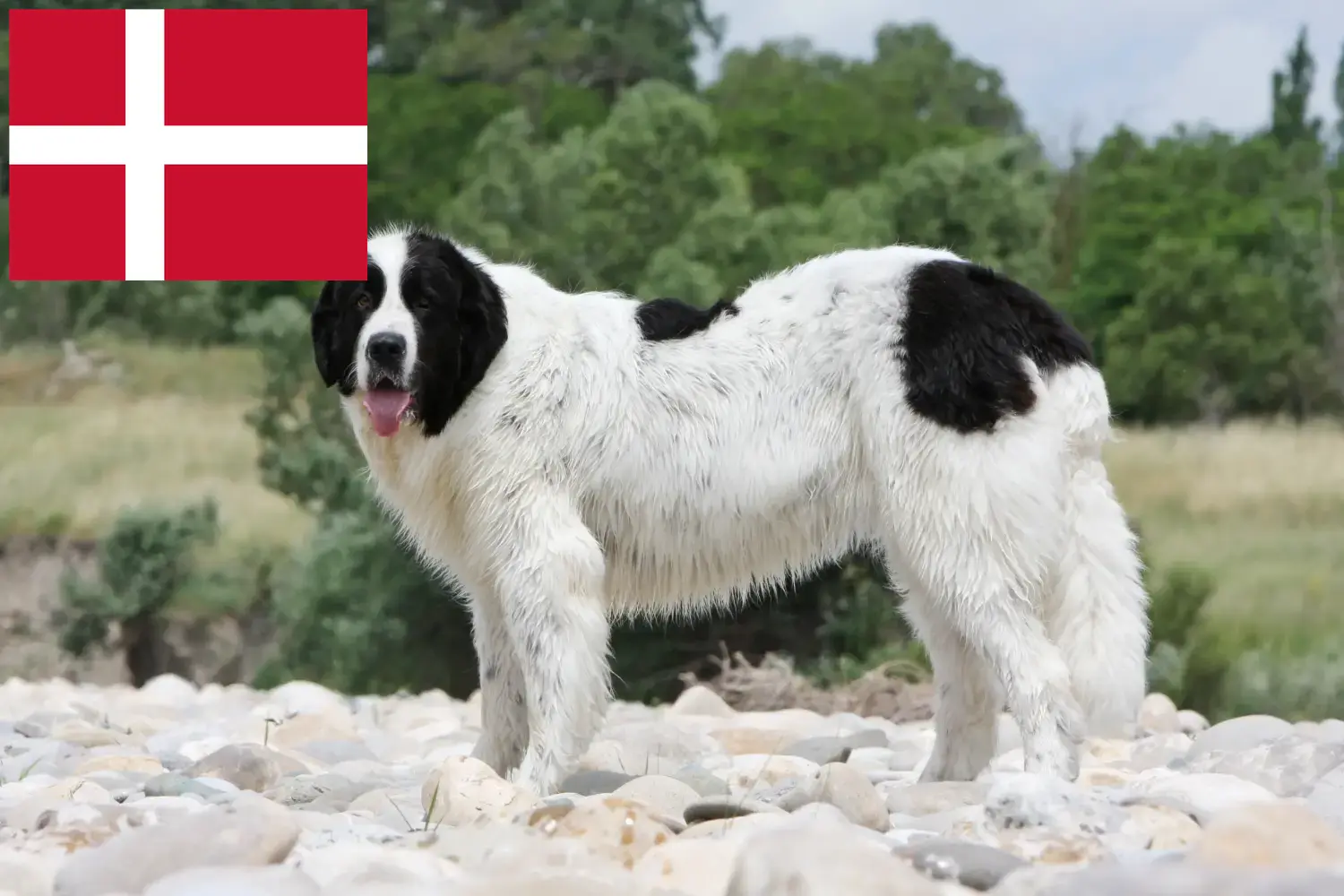 Landseer szczenięta i hodowcy Dania Tutaj znajdziesz hodowców rasy Landseer w Dania.