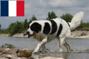 Read more about the article Landseer hodowcy i szczenięta w Francja