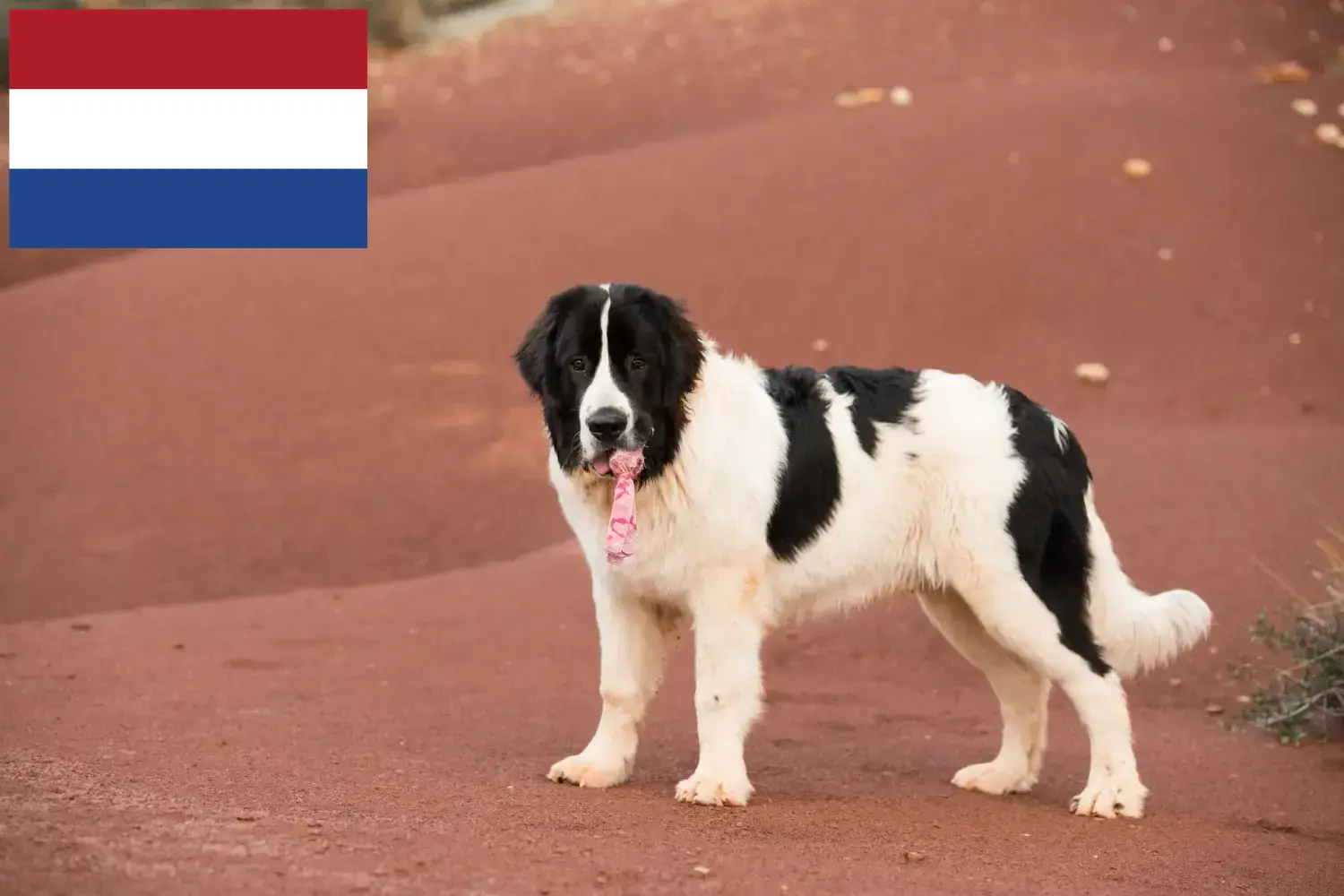 Read more about the article Landseer hodowcy i szczenięta w Holandia