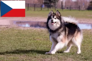 Read more about the article Hodowcy i szczenięta Lapphund fiński w Czechy