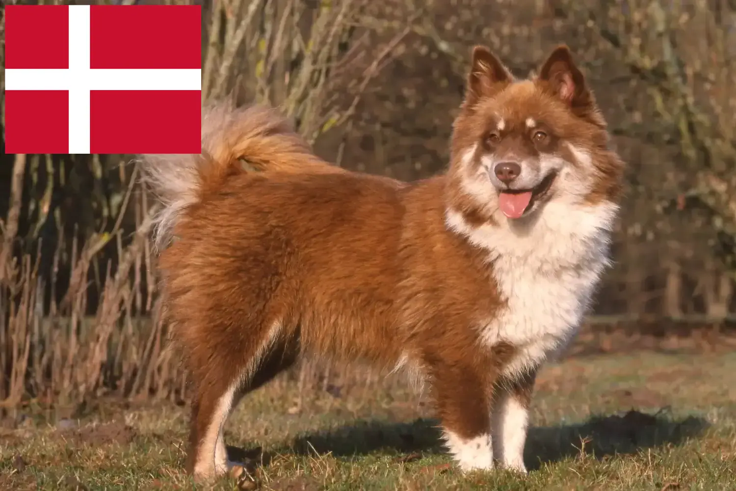 Lapphund fiński szczenięta i hodowcy Dania Znajdź hodowców lapphundów fińskich w Dania tutaj.