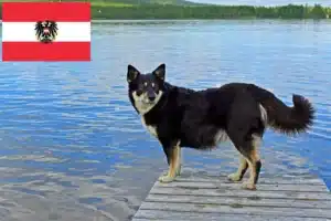 Read more about the article Hodowcy reniferów lapońskich i szczenięta w Austrii