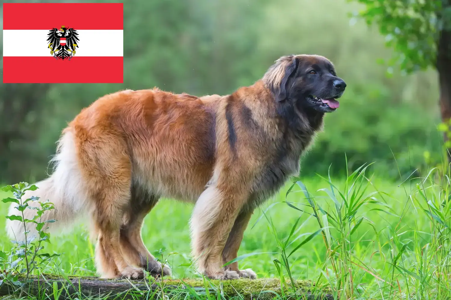 Read more about the article Hodowcy i szczenięta Leonberger w Austria