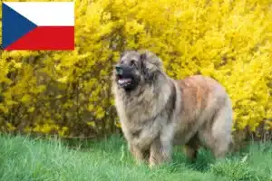 Read more about the article Hodowcy i szczenięta Leonberger w Czechy