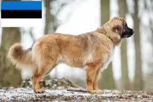 Read more about the article Hodowcy i szczenięta Leonberger w Estonia