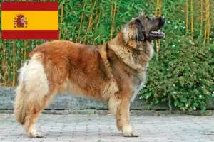 Read more about the article Hodowcy i szczenięta Leonberger w Hiszpania