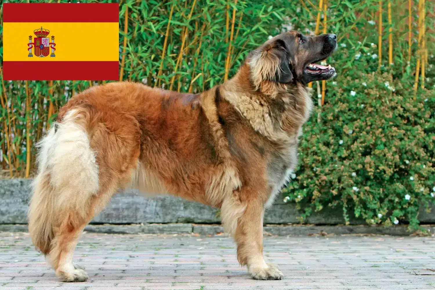 Read more about the article Hodowcy i szczenięta Leonberger w Hiszpania