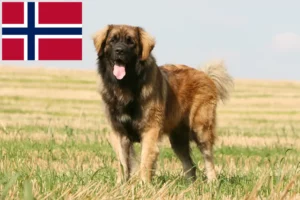 Read more about the article Hodowcy i szczenięta Leonberger w Norwegia