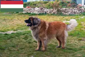 Read more about the article Hodowcy i szczenięta Leonberger w Węgry