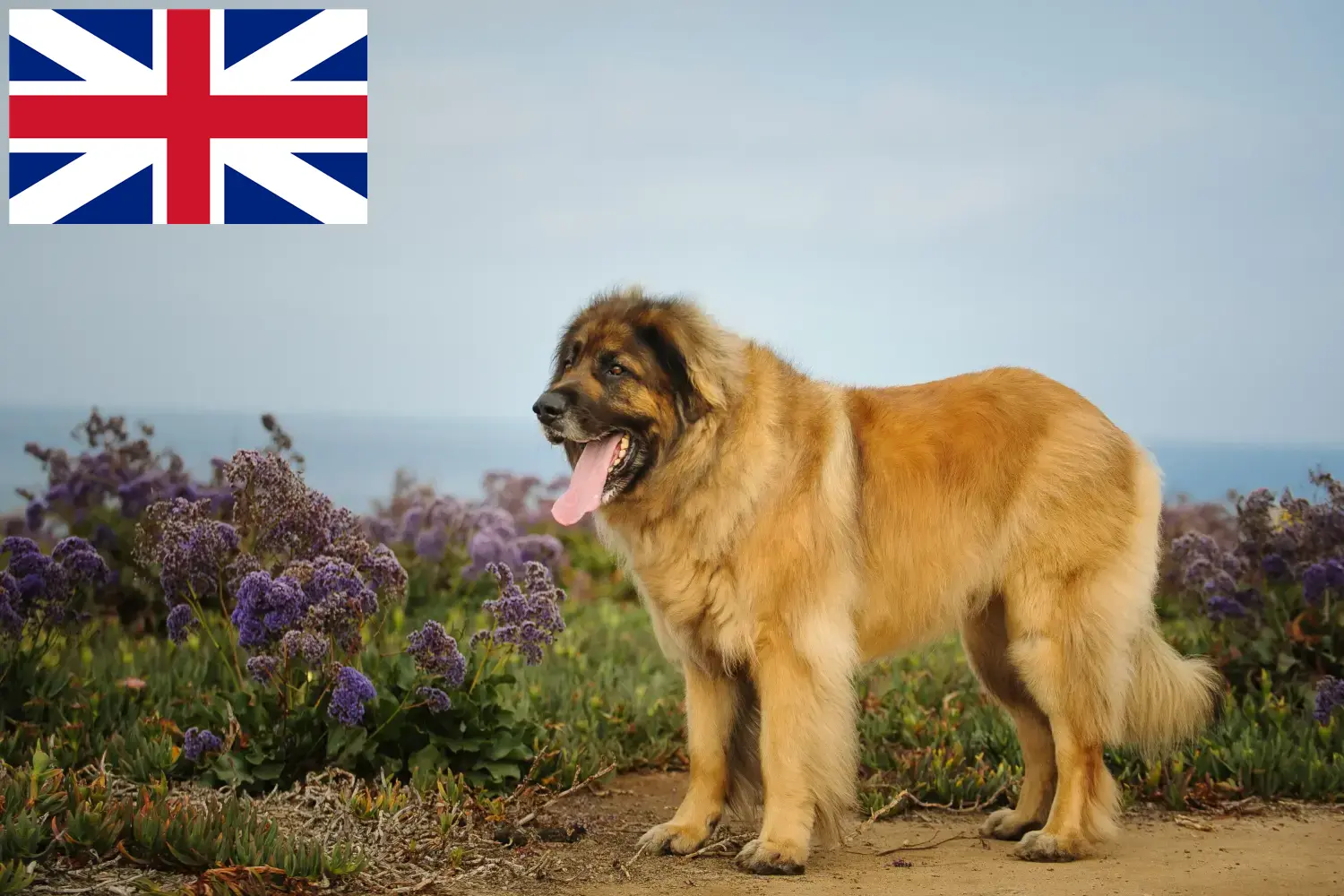 Read more about the article Hodowcy i szczenięta Leonberger w Wielka Brytania
