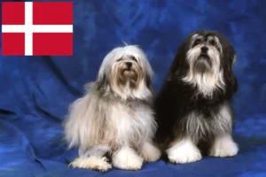 Read more about the article Hodowcy i szczenięta Löwchen w Dania