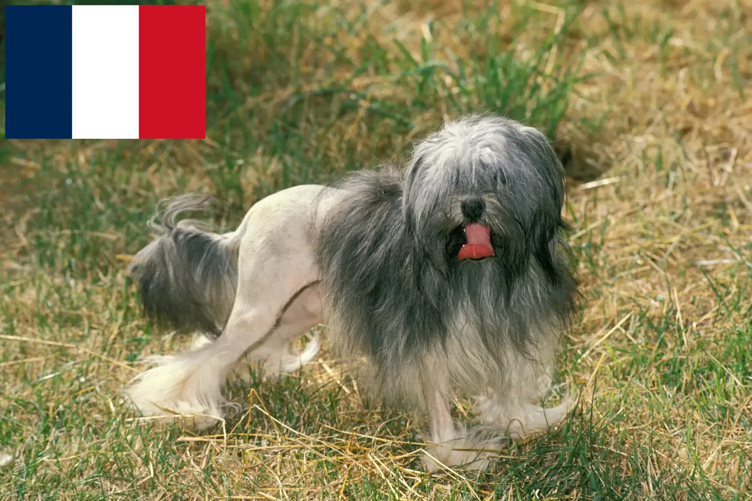 Löwchen szczenięta i hodowcy Francja Tutaj znajdziesz hodowców rasy Löwchen w Francja.