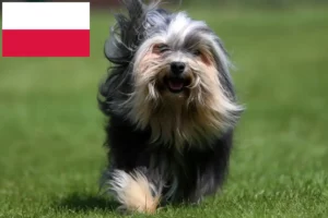 Read more about the article Hodowcy i szczenięta Löwchen w Polska