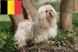 Read more about the article Hodowcy i szczenięta Lhasa apso w Belgia