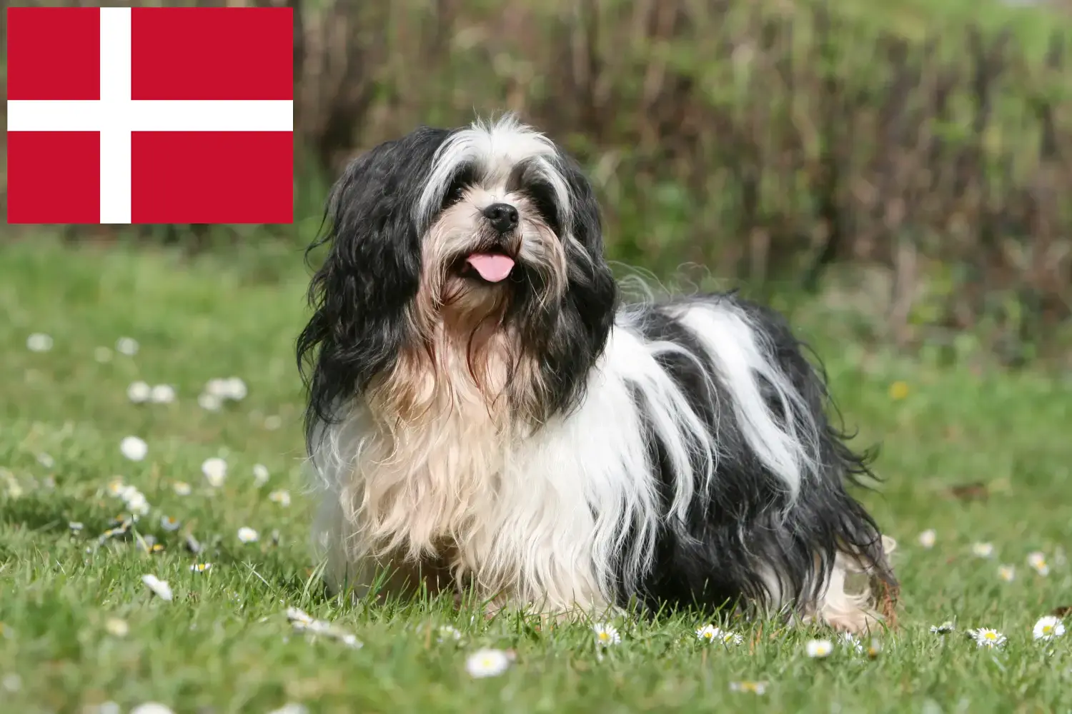 Lhasa Apso szczenięta i hodowcy Dania Tutaj znajdziesz hodowców rasy Lhasa apsos w Dania.