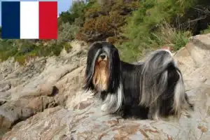 Read more about the article Hodowcy i szczenięta Lhasa apso w Francja
