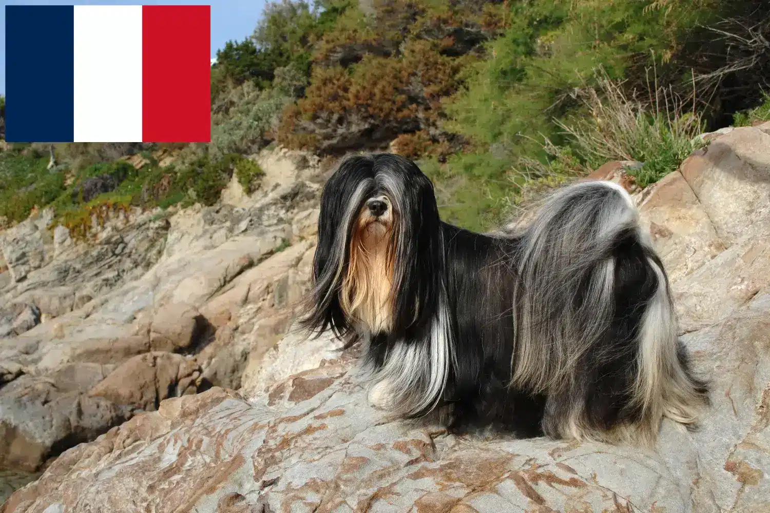 Lhasa Apso szczenięta i hodowcy Francja Tutaj znajdziesz hodowców rasy Lhasa apsos w Francja.