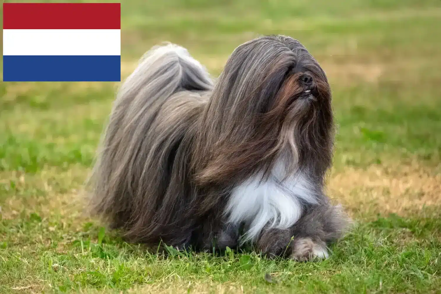 Lhasa Apso szczenięta i hodowcy Holandia Tutaj znajdziesz hodowców rasy Lhasa apsos w Holandia.
