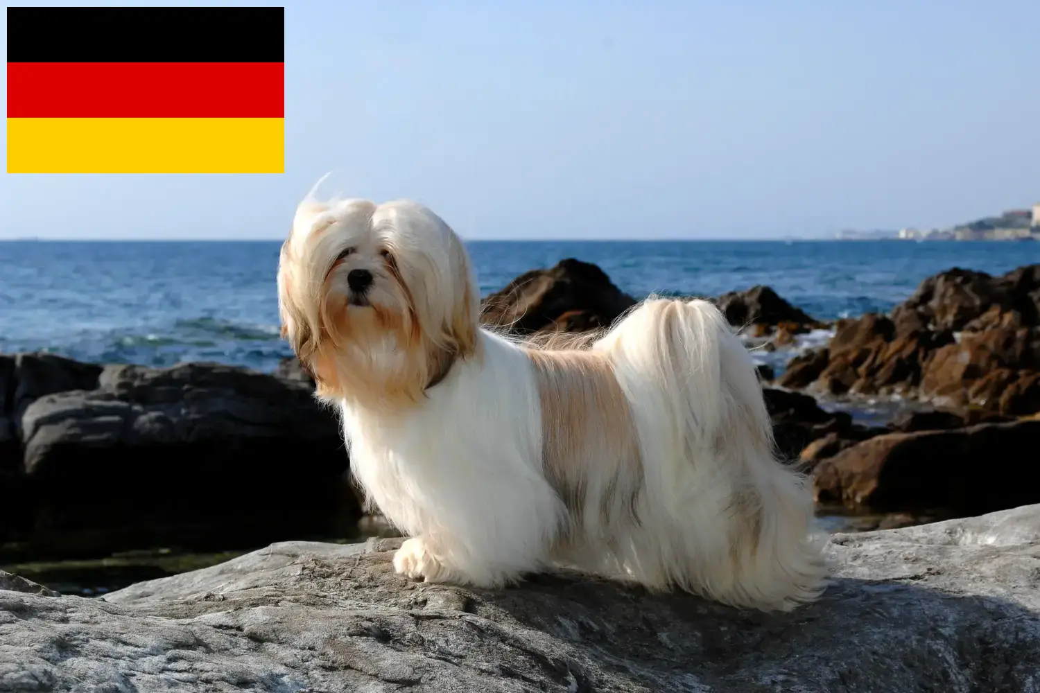 Lhasa Apso szczenięta i hodowcy Niemcy Tutaj znajdziesz hodowców rasy Lhasa apsos w Niemcy.