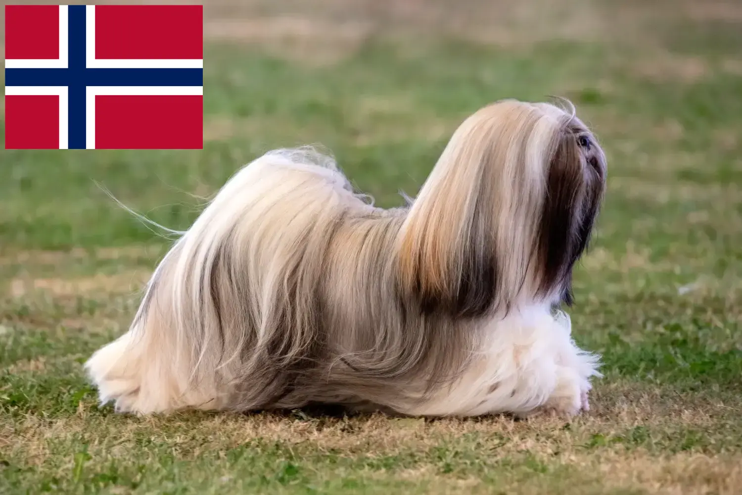 Lhasa Apso szczenięta i hodowcy Norwegia Tutaj znajdziesz hodowców rasy Lhasa apsos w Norwegia.