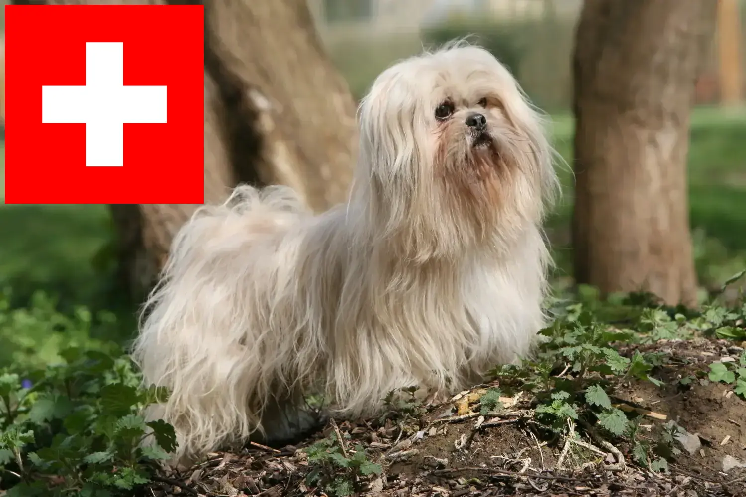 Lhasa Apso szczenięta i hodowcy Szwajcaria Tutaj znajdziesz hodowców rasy Lhasa apsos w Szwajcaria.