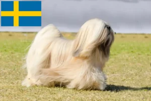 Read more about the article Hodowcy i szczenięta Lhasa apso w Szwecja