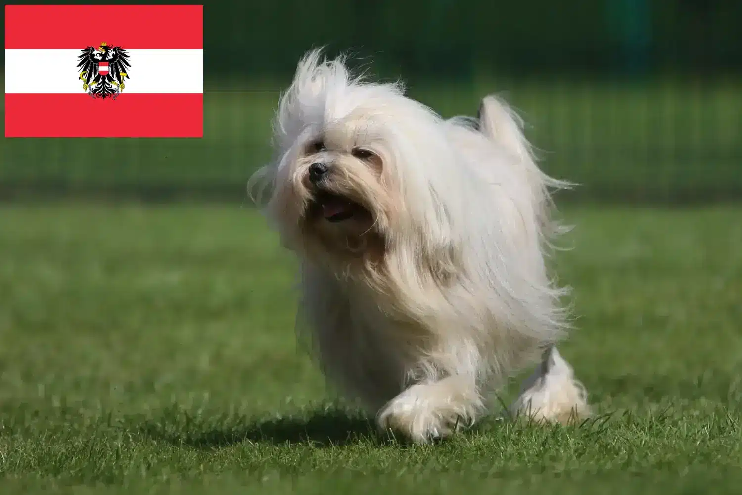 Löwchen szczenięta i hodowcy Austria Tutaj można znaleźć hodowców Löwchen w Austria.