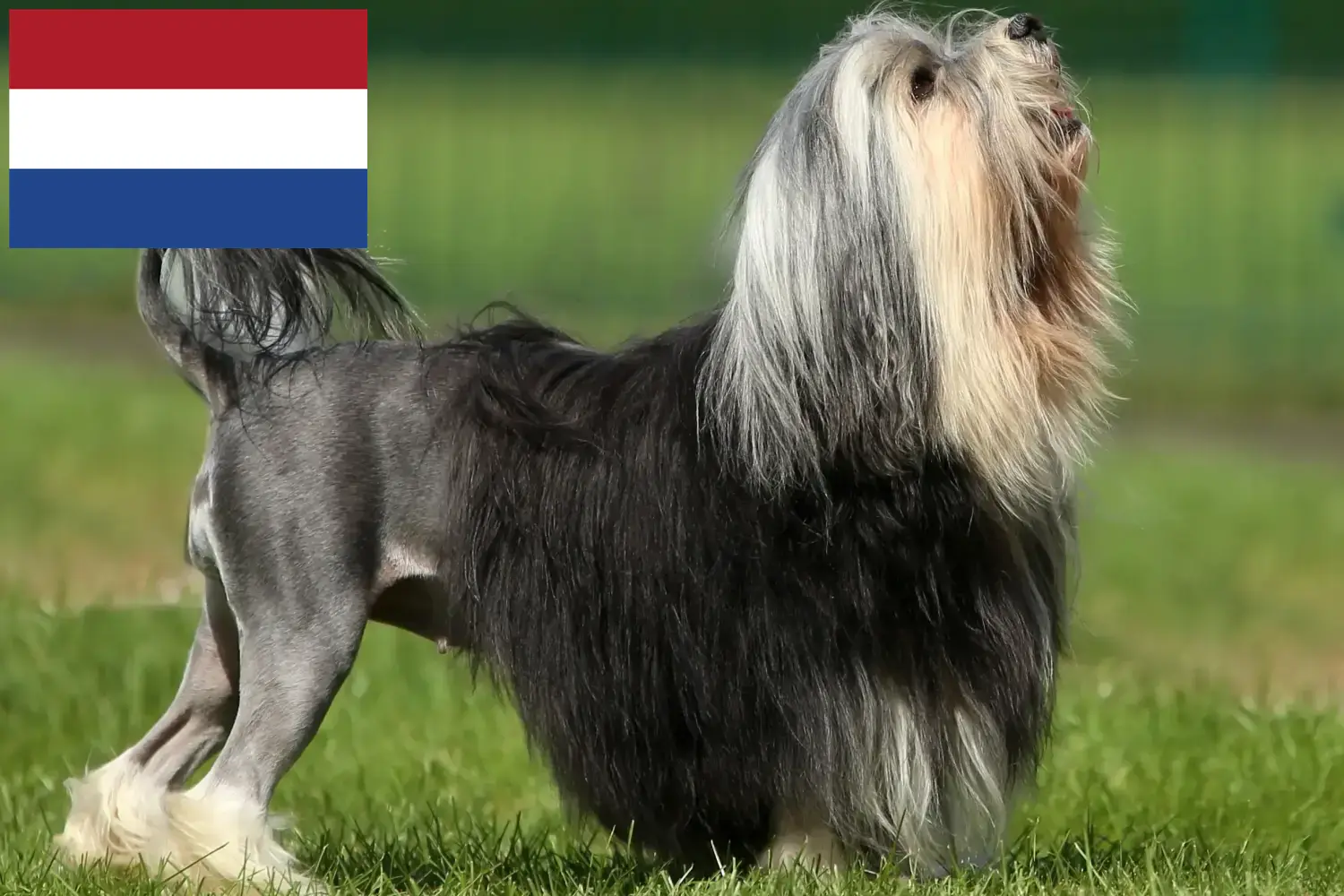 Löwchen szczenięta i hodowcy Holandia Tutaj znajdziesz hodowców rasy Löwchen w Holandia.