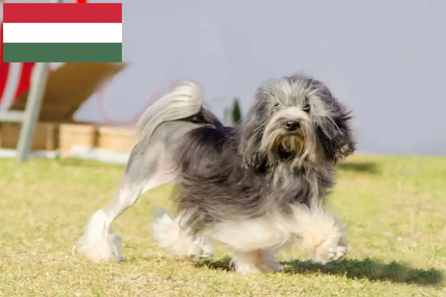 Löwchen szczenięta i hodowcy Węgry Tutaj można znaleźć hodowców Löwchen w Węgry.