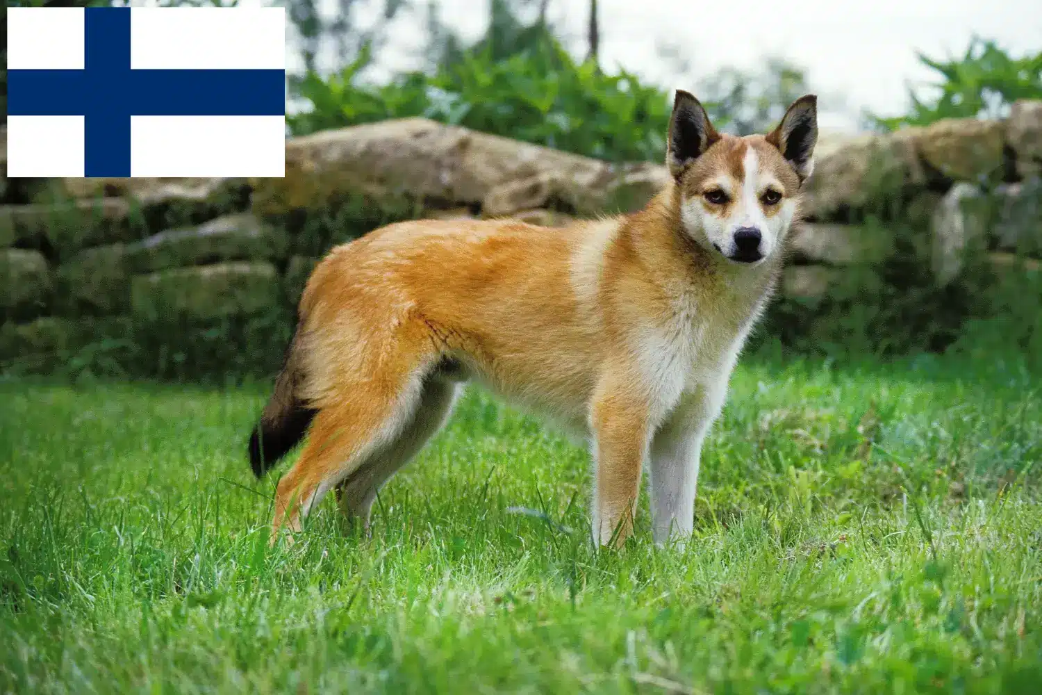 Lundehund norweski szczenięta i hodowcy Finlandia Znajdź hodowców Lundehund norweski w Finlandia tutaj.