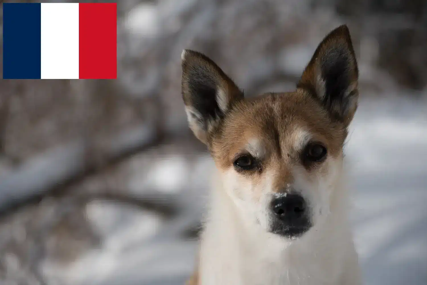 Lundehund norweski szczenięta i hodowcy Francja Tutaj znajdziesz hodowców rasy Lundehund norweski w Francja.