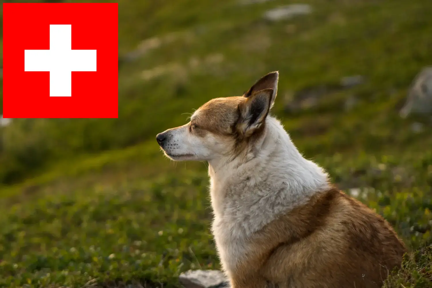 Szczeniaki i hodowcy Lundehund norweski Szwajcaria Tutaj znajdziesz hodowców rasy Lundehund norweski w Szwajcaria.