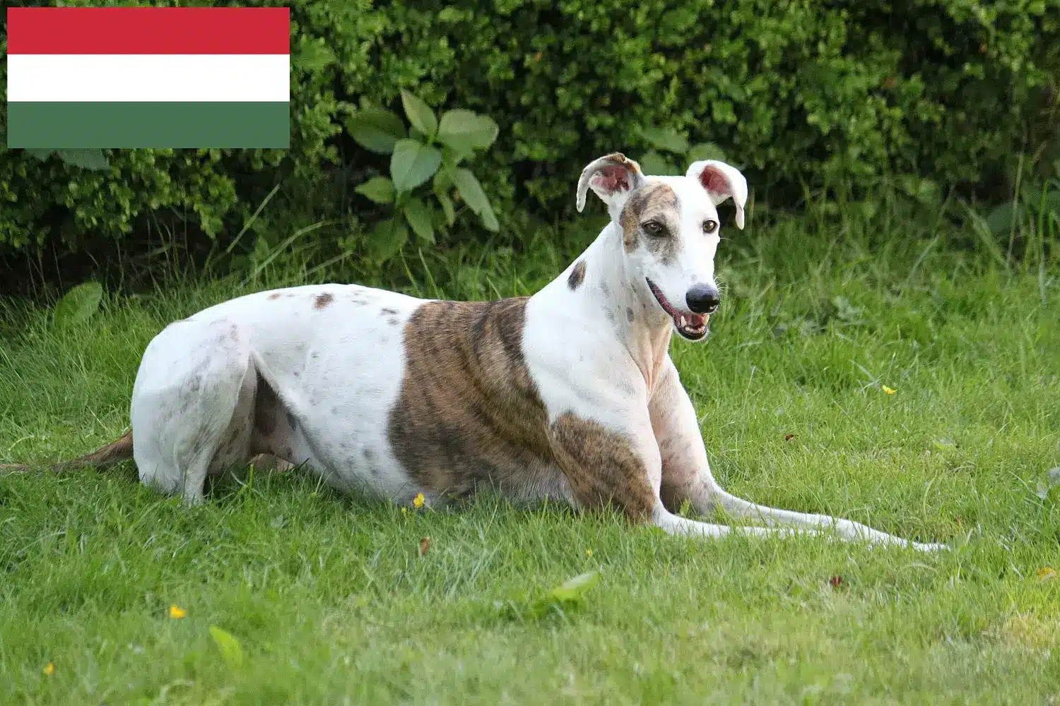 Magyar Agar szczenięta i hodowcy Węgry Tutaj można znaleźć hodowców Magyar Agar w Węgry.